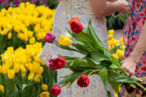 Two women standing among yellow tulips, one holding a colorful bouquet of red, pink, yellow, white, and orange tulips.