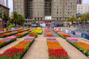 rows of colorful tulips line Union Square Plaza on Tulip Day