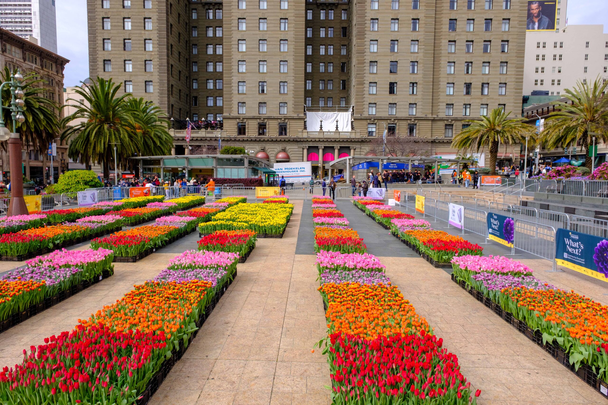 80,000 Tulips Coming to Union Square