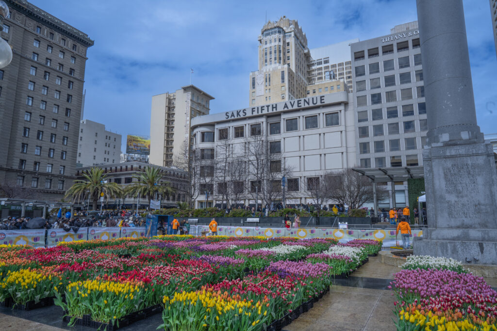 A field of tulips on Tulip Day in Union Square