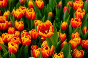 Orange tulips overhead shot