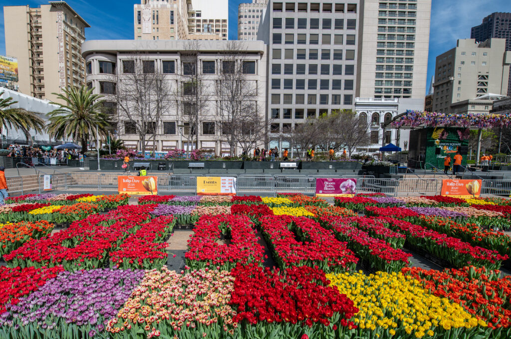 bloom spelled out in Union Square Plaza with red tulips